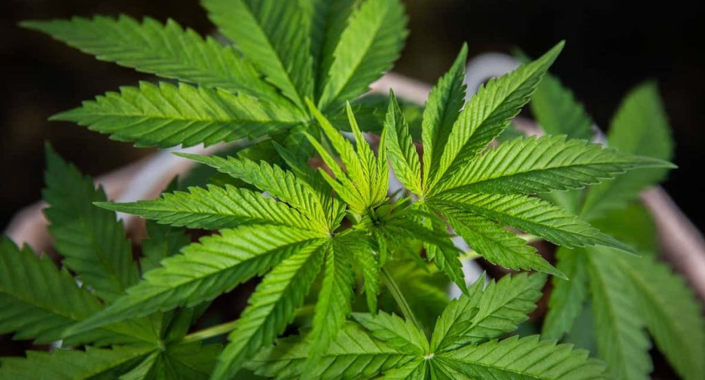 Una planta de cannabis, en imagen de archivo.