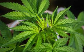 Una planta de cannabis, en imagen de archivo.