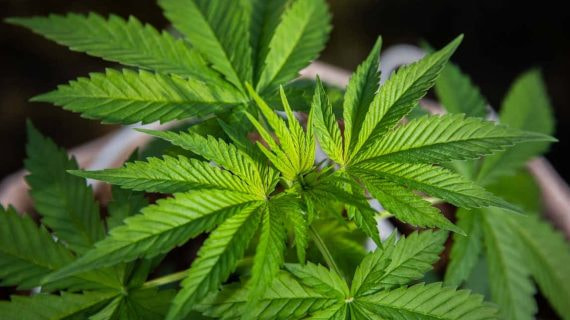 Una planta de cannabis, en imagen de archivo.