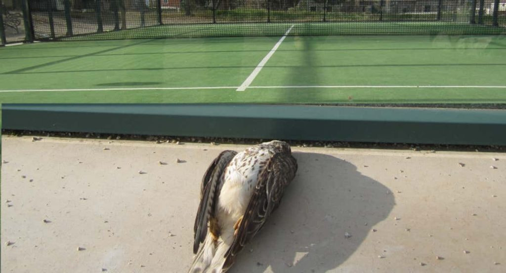 Pájaro muerto por estrellarse contra una pista de pádel.