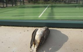 Pájaro muerto por estrellarse contra una pista de pádel.