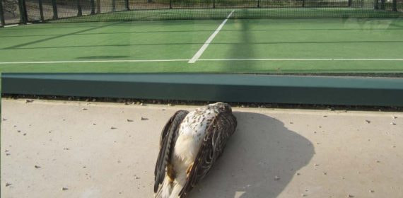 Pájaro muerto por estrellarse contra una pista de pádel.