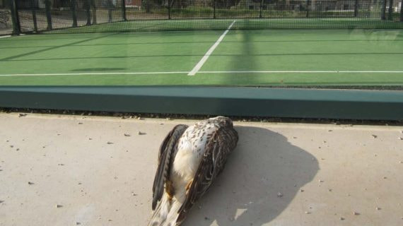 Pájaro muerto por estrellarse contra una pista de pádel.