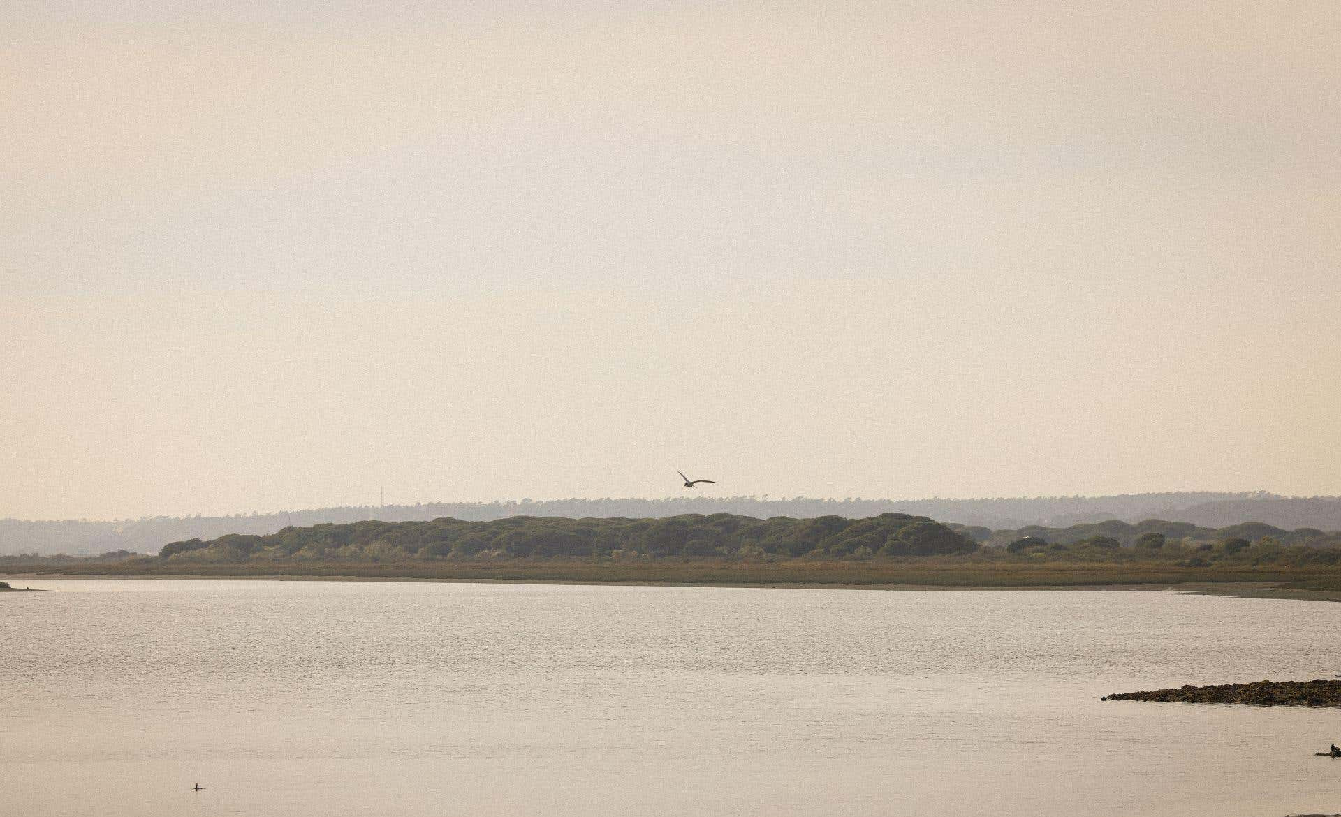 Paisaje de las marismas de Huelva con un ave sobrevolando el agua