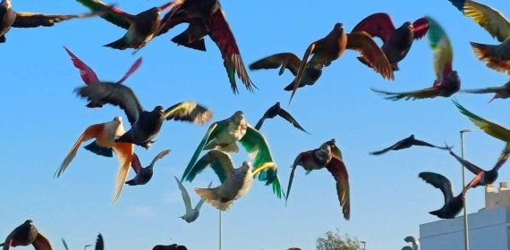 Una suelta de colombicultura organizada por la Real Federación Española de Colombicultura.